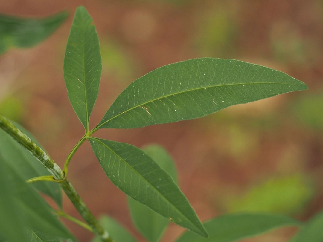 Opposite leaves and stem