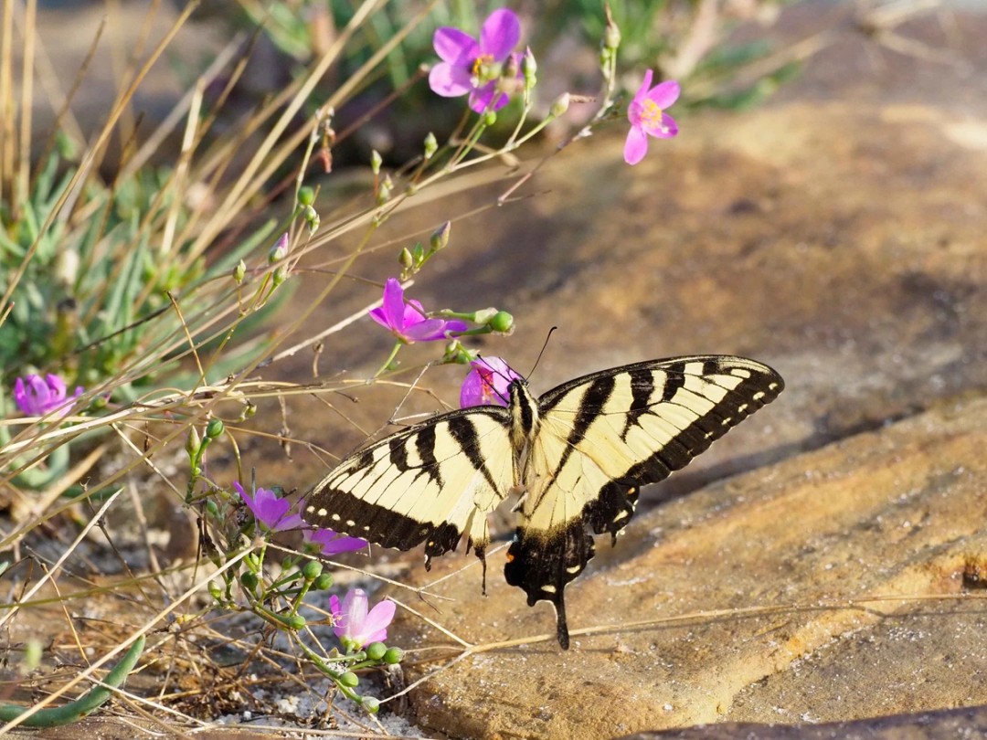 Eastern Tiger Swallowtail