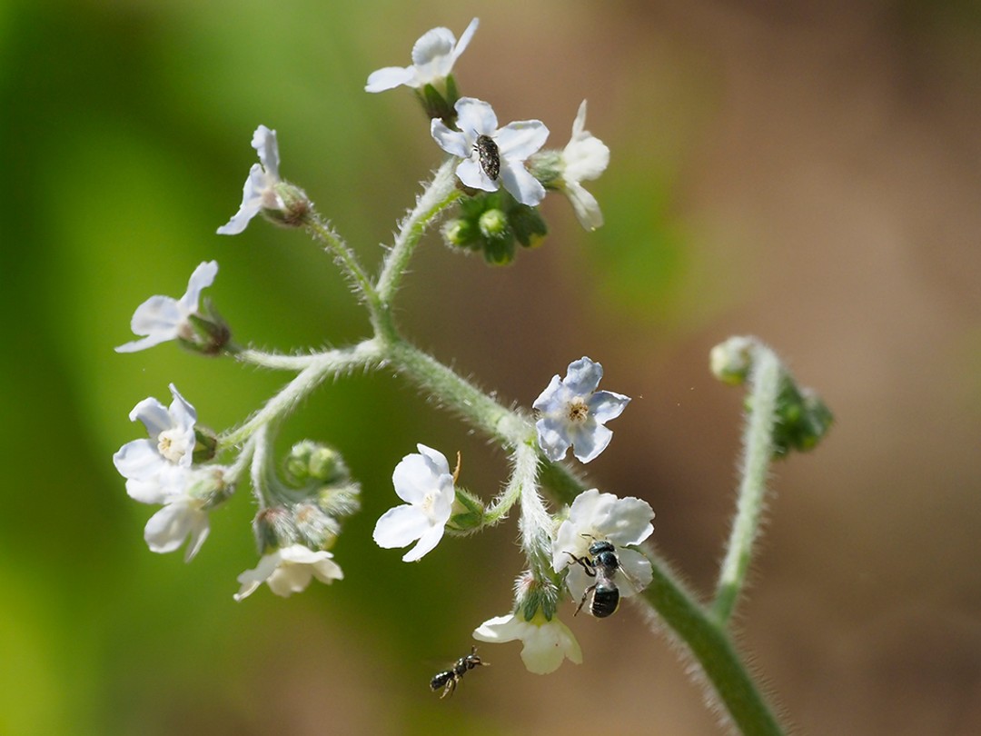 Two different bee visitors