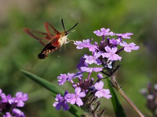 Hummingbird Clearwing Moth