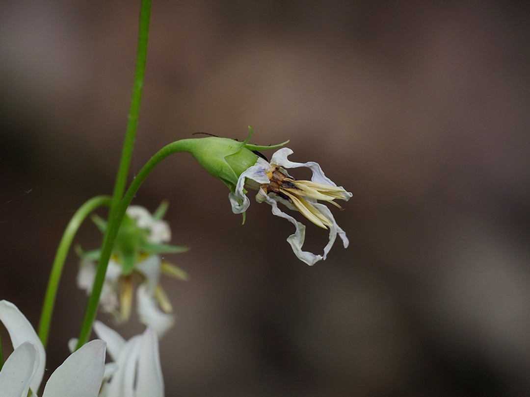 Close look at spent flower