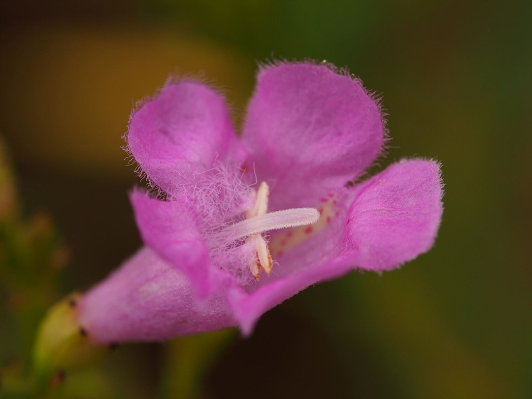 Fuzzy white hairs, style and anthers