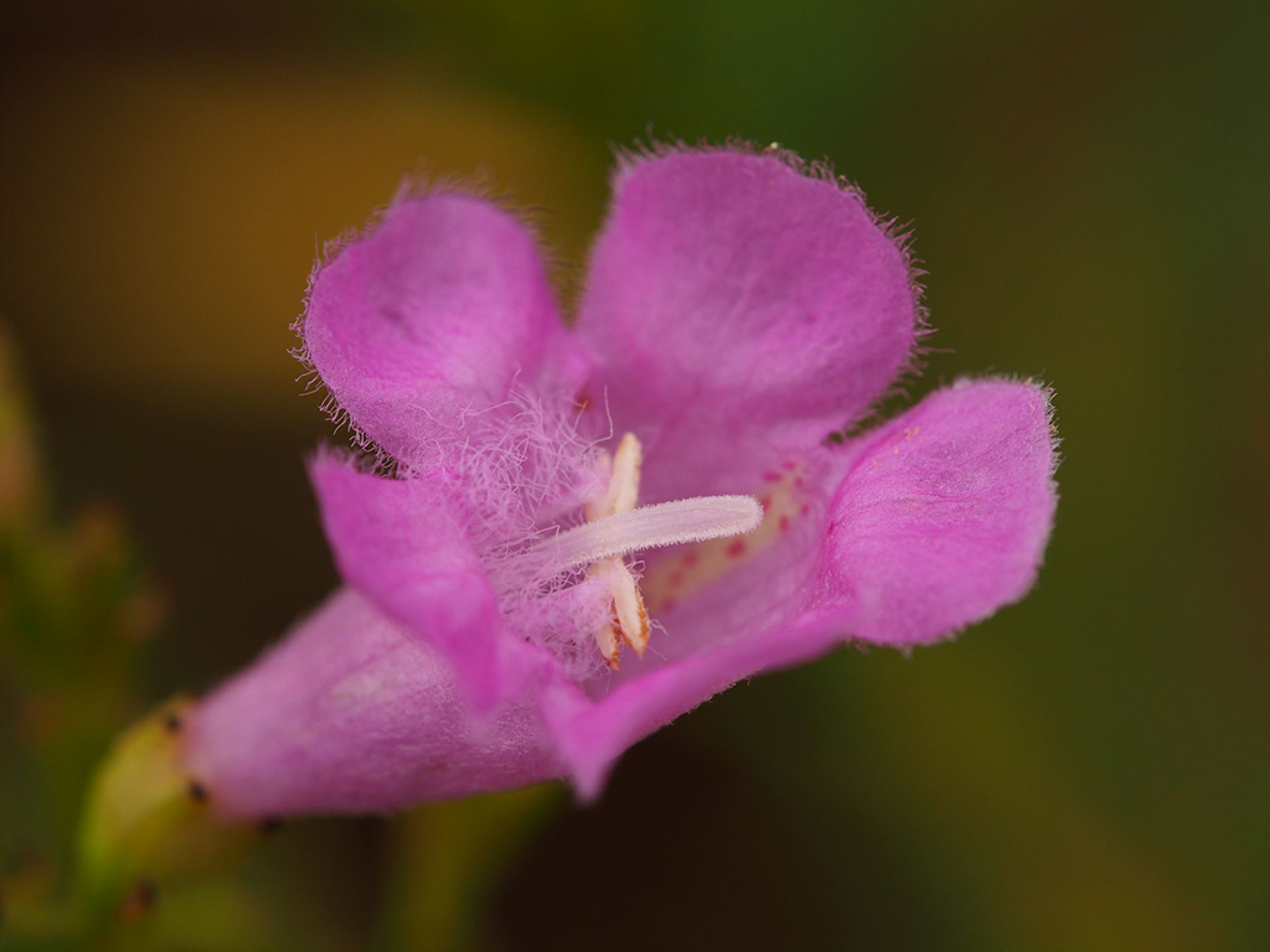 Agalinis fasciculata