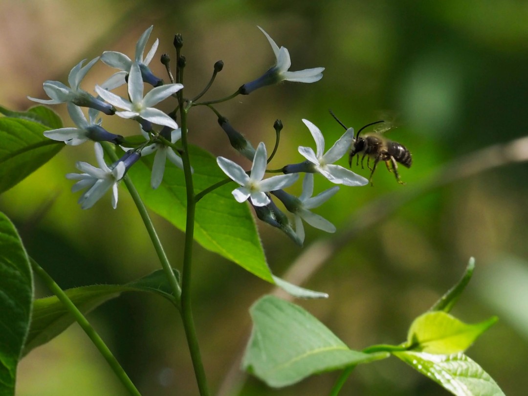 Long-horned bee (Genus Eucera)