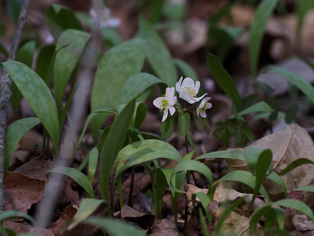 Rue anemone with leaves of Trout lily