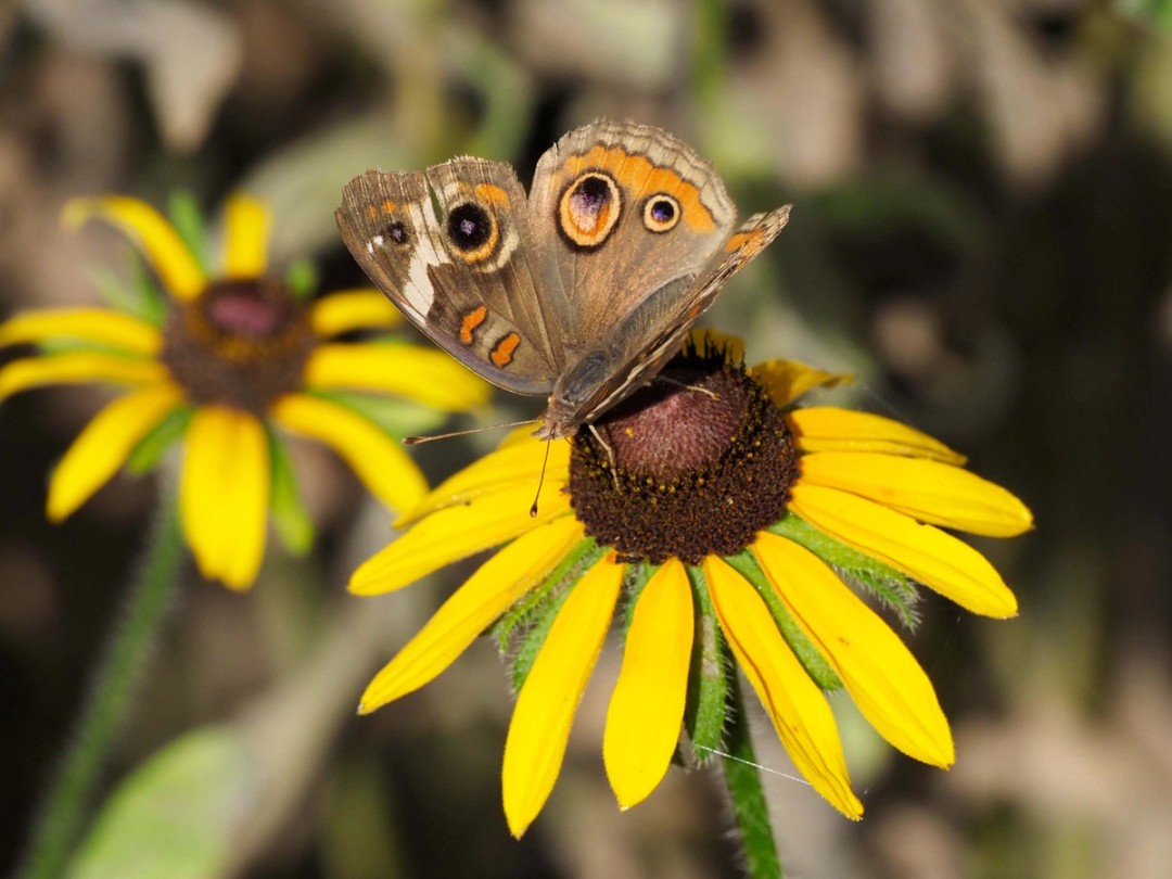 Common Buckeye