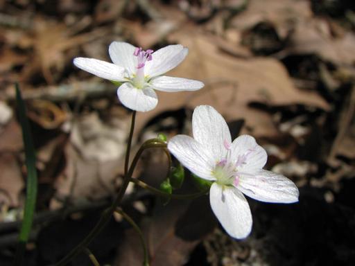 Flowers in different stages