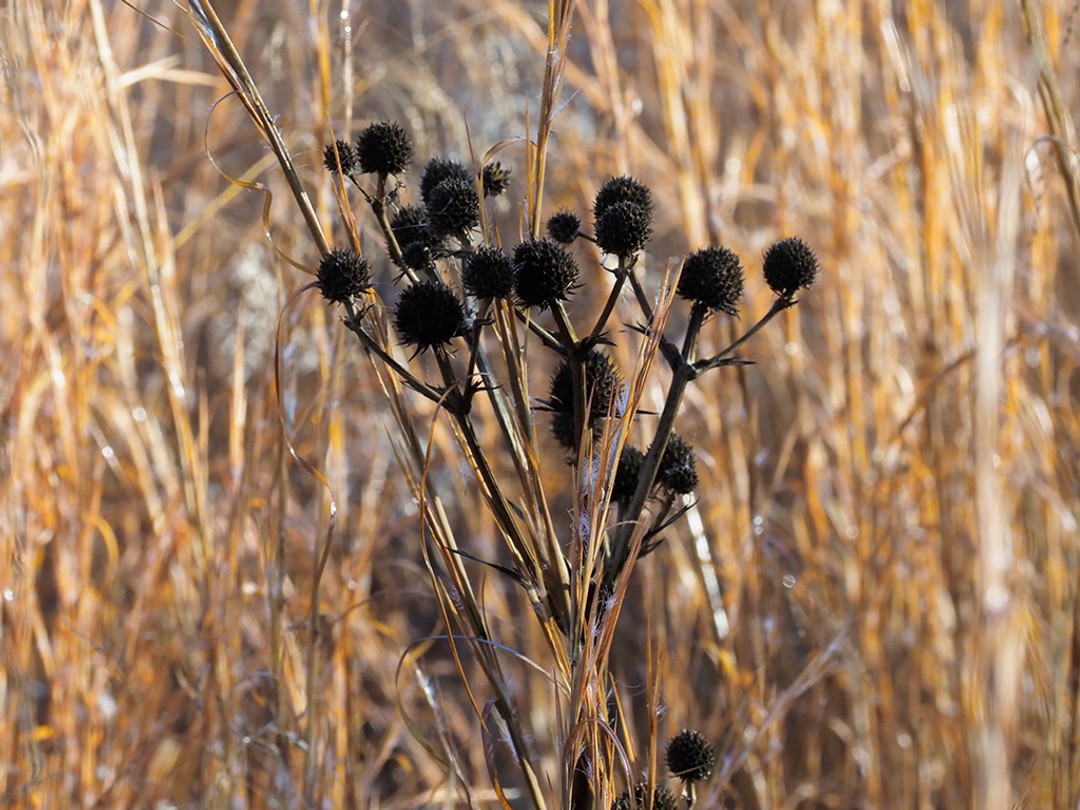 Ripe seed heads of Rattlesnake master