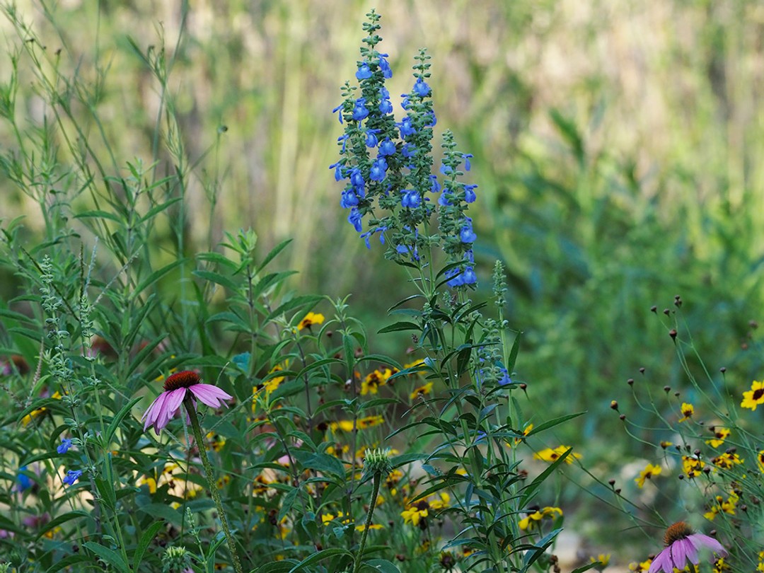Grassland habitat