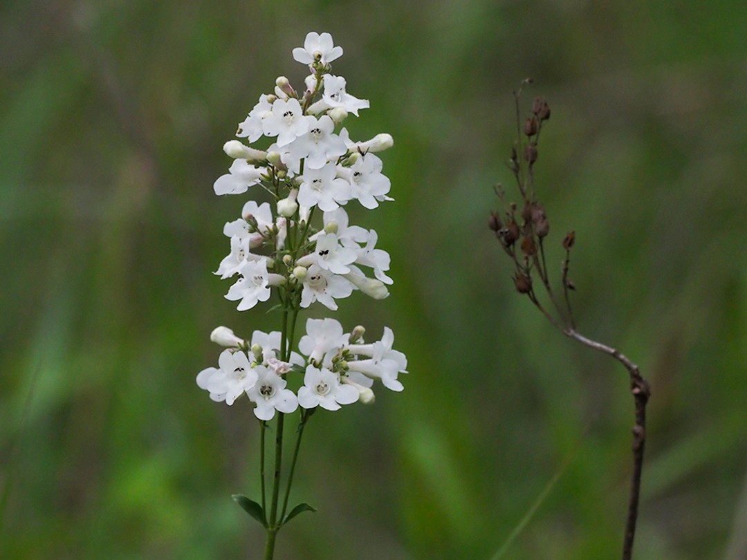 Current and prior year stems