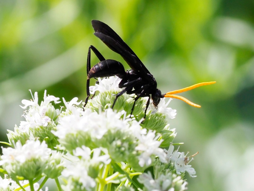 Elegant Tarantula Hawk wasp
