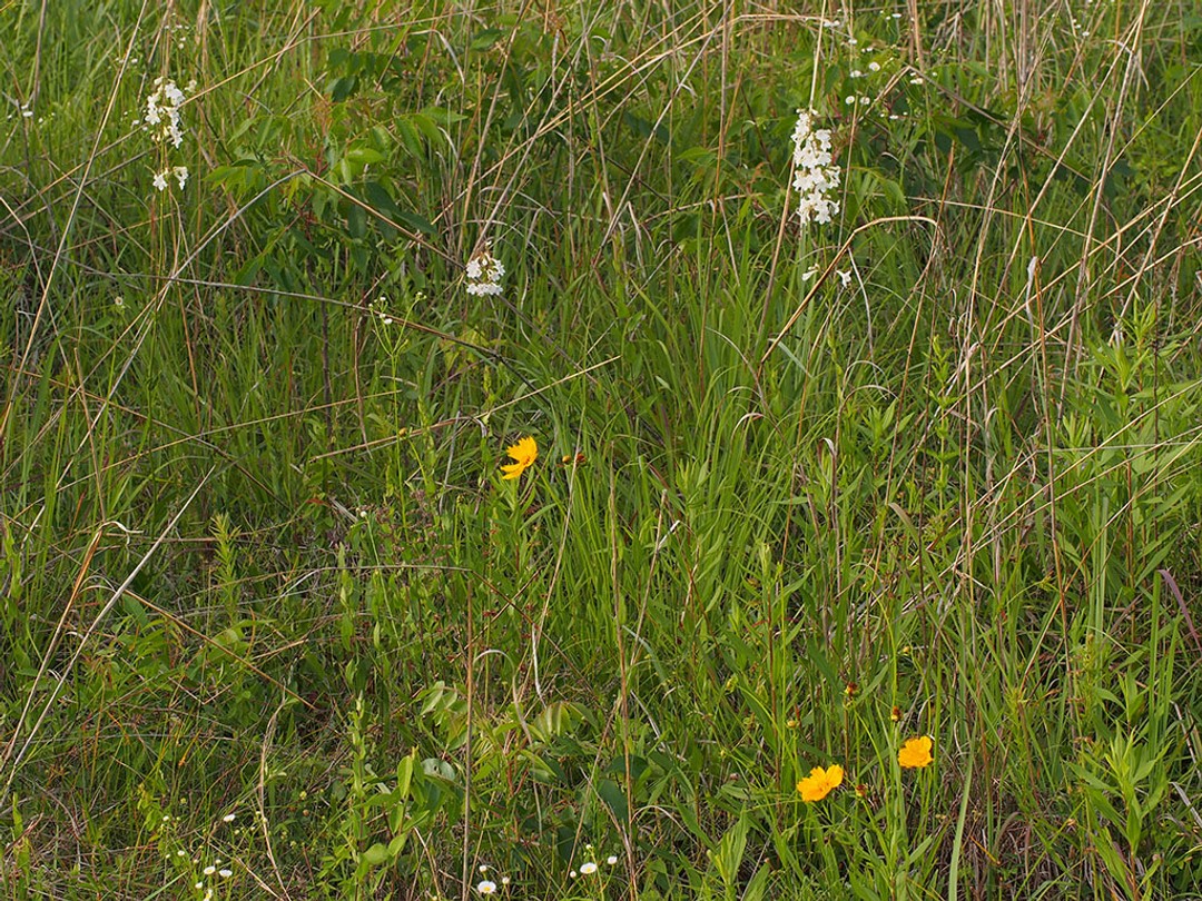 With Coreopsis lanceolata