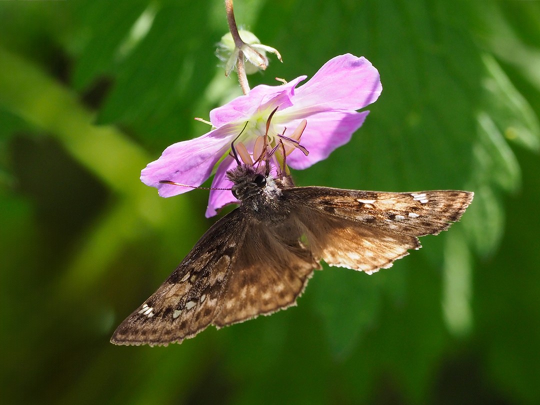 Horace's Duskywing