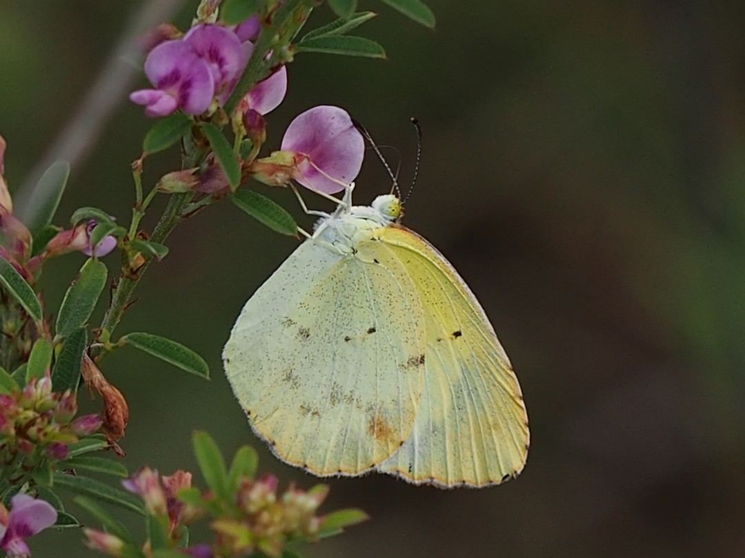 Little Yellow butterfly
