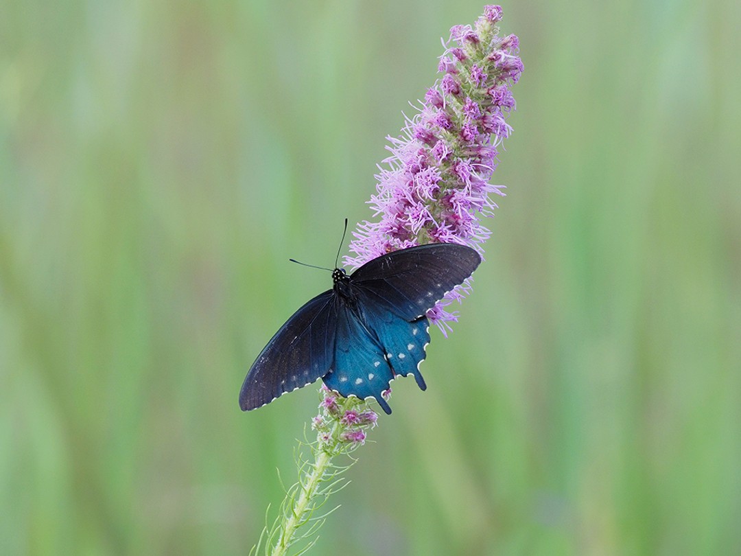 Pipevine Swallowtail