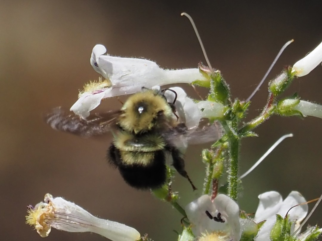 Bombus bimaculatus