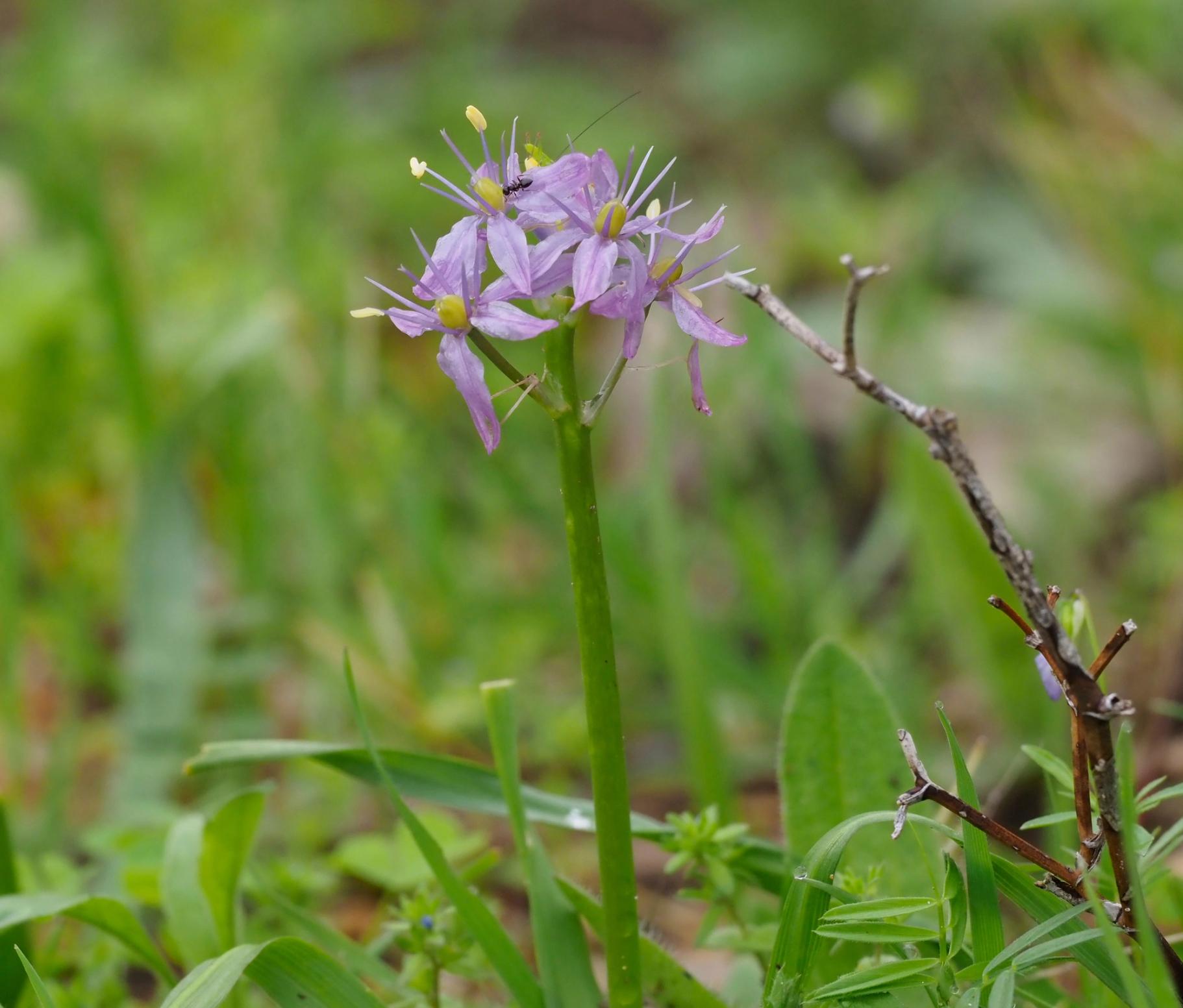 Ant crawling on Wild hyacinth flower