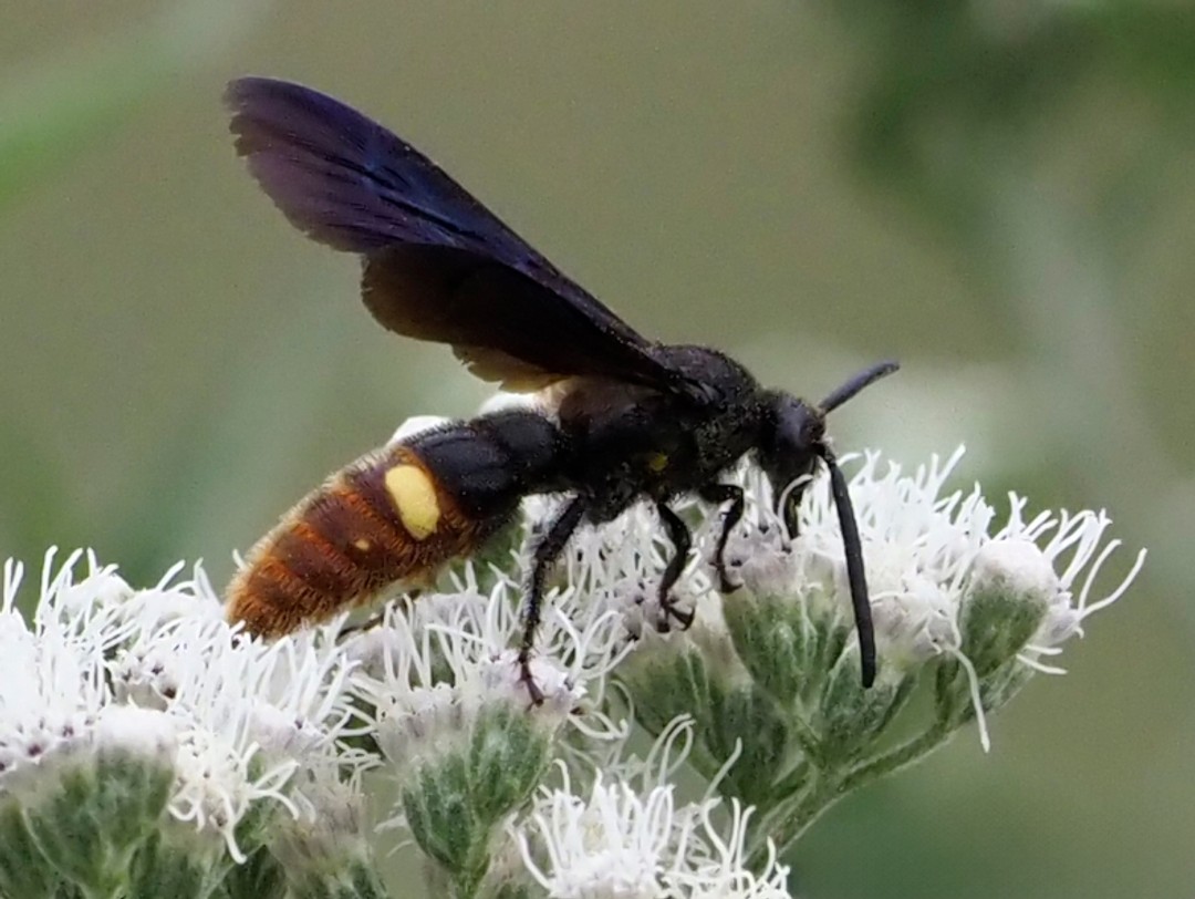Scolia dubia