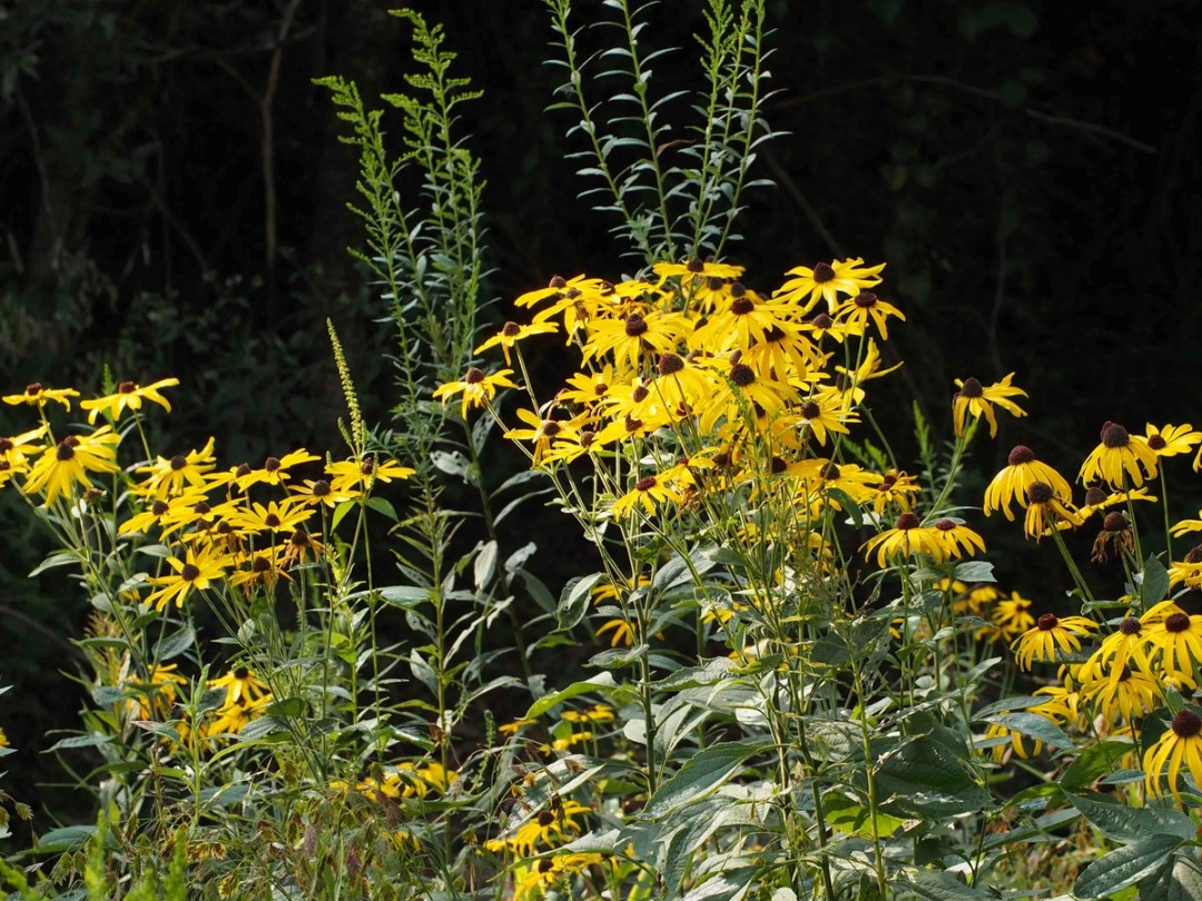 Solidago gigantea