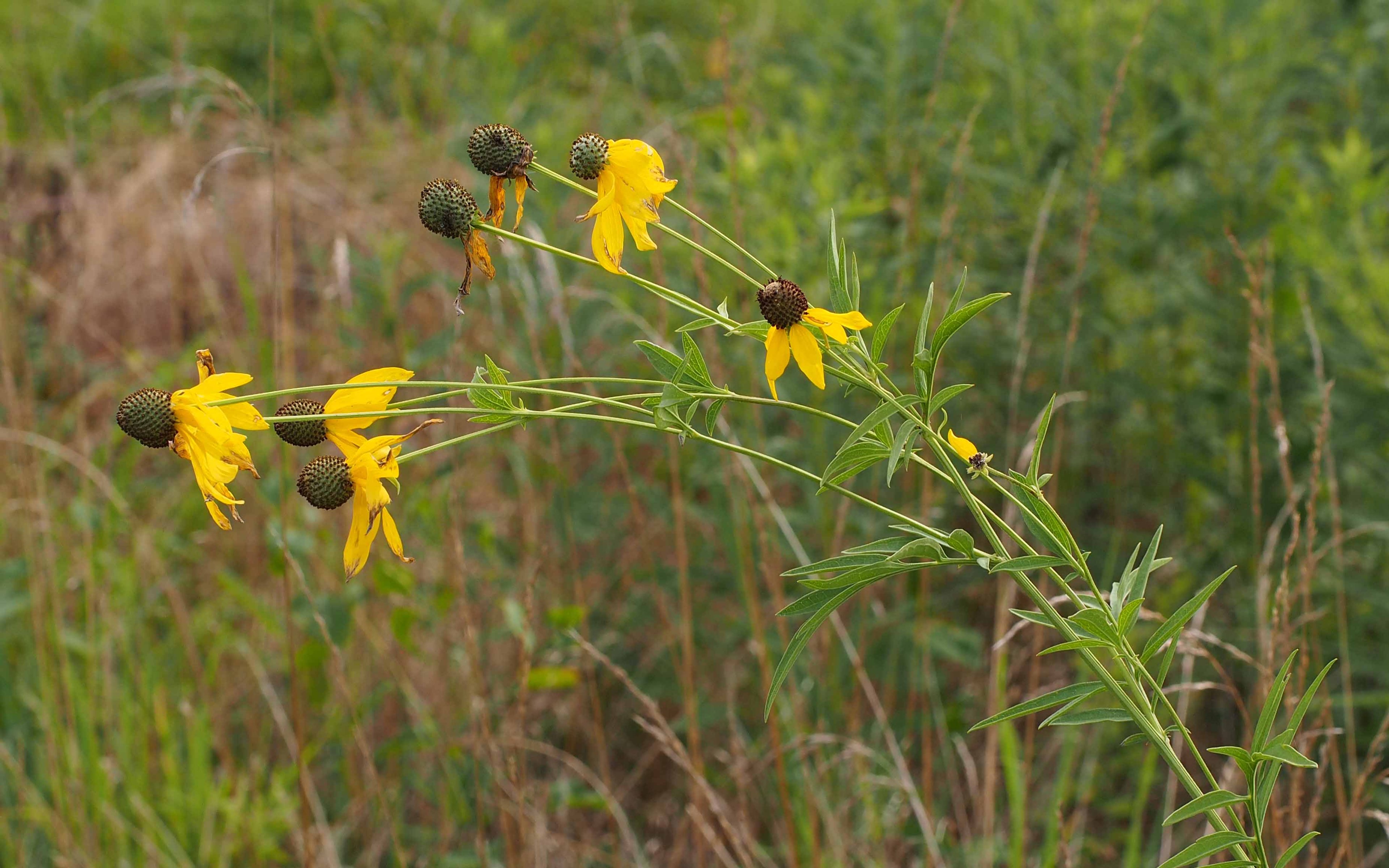 Yellow flower of Ratibida pinnata