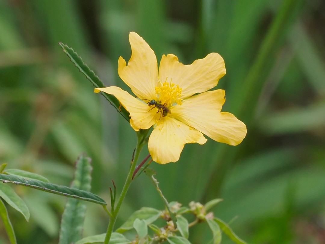 Agapostemon virescens