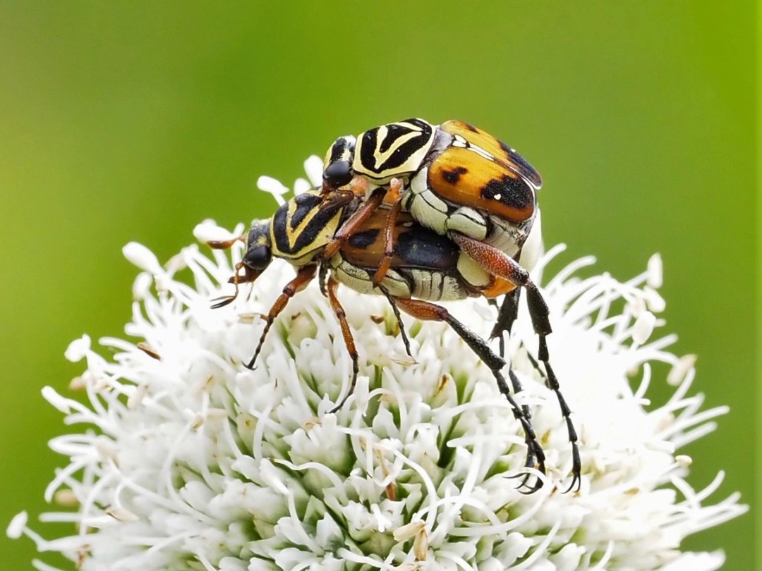 Delta flower scarab beetle