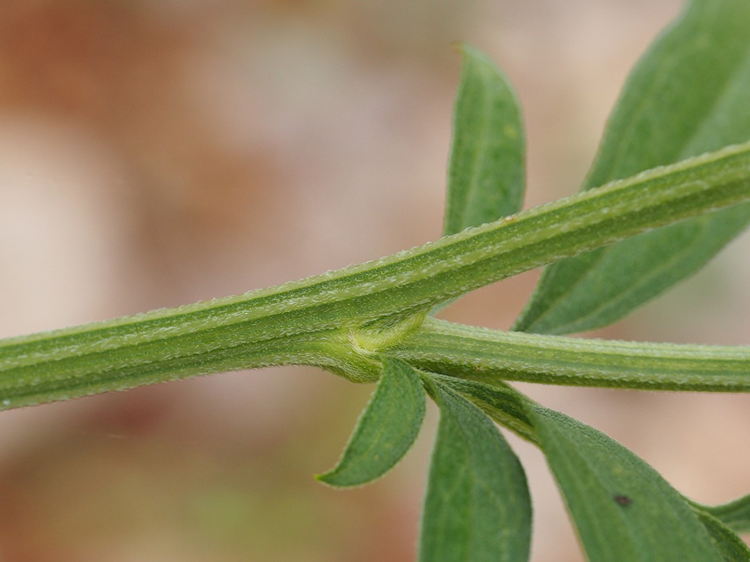 Ridged, fuzzy stem