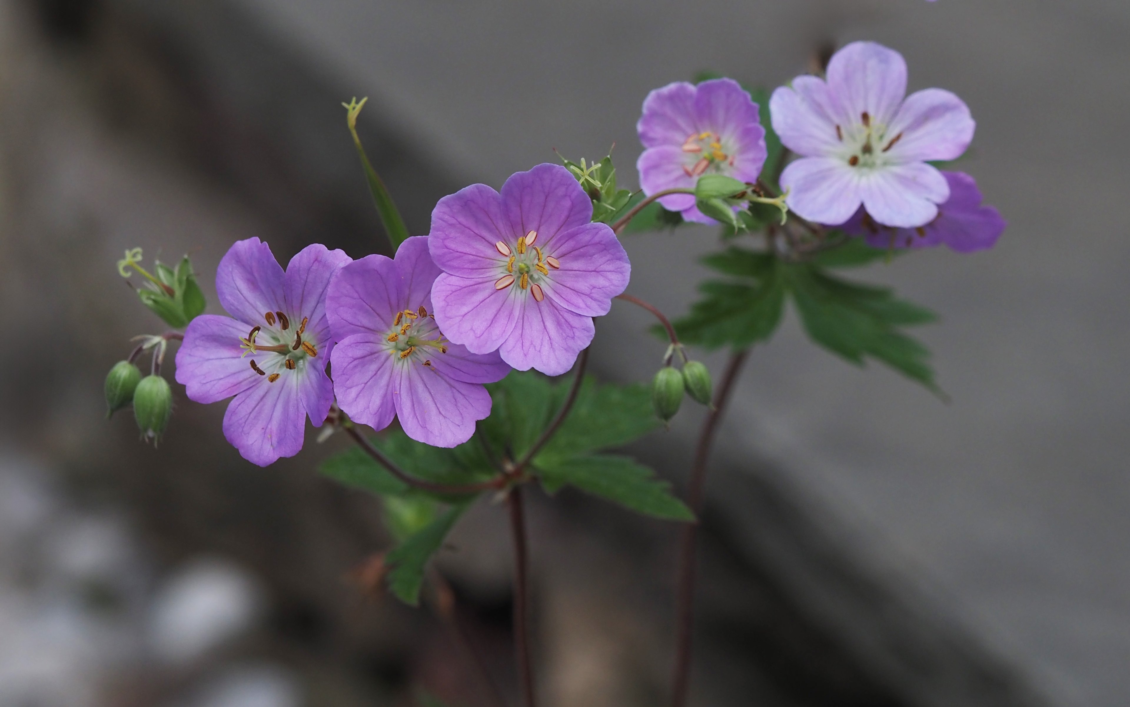 Geranium maculatum flowers