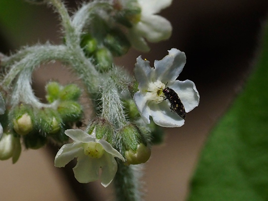 Acmaeodera tubulus beetle