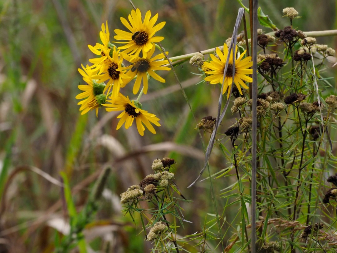 with Pycnanthemum tenufolium