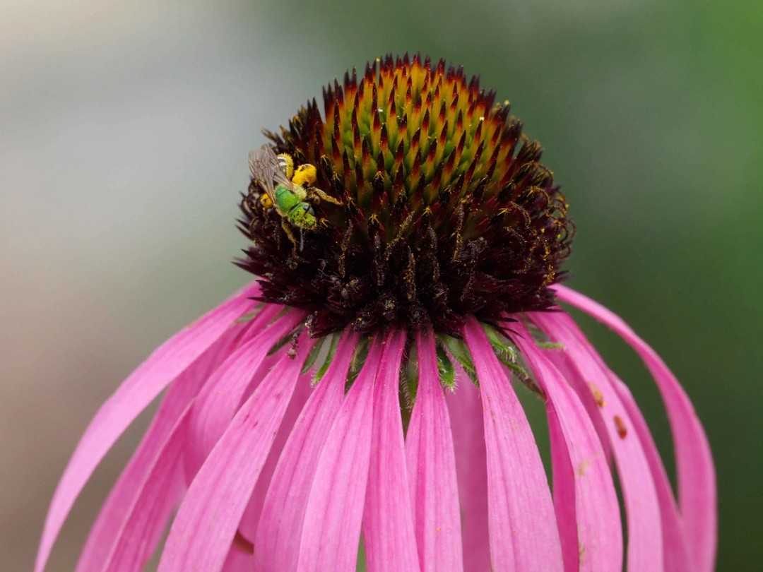 Metallic Green Sweat bee