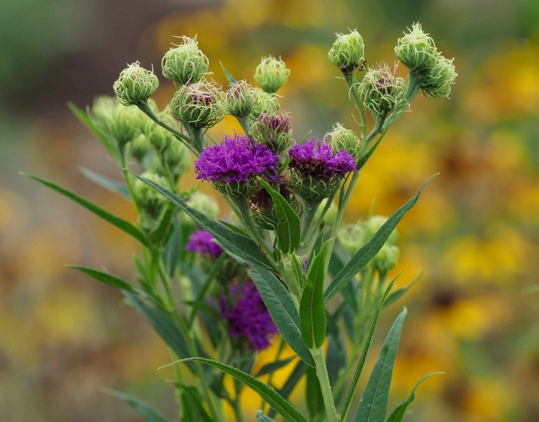 Stem, leaves, buds and flowers