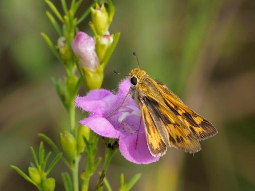 Fiery Skipper nectaring on Purple false foxglove