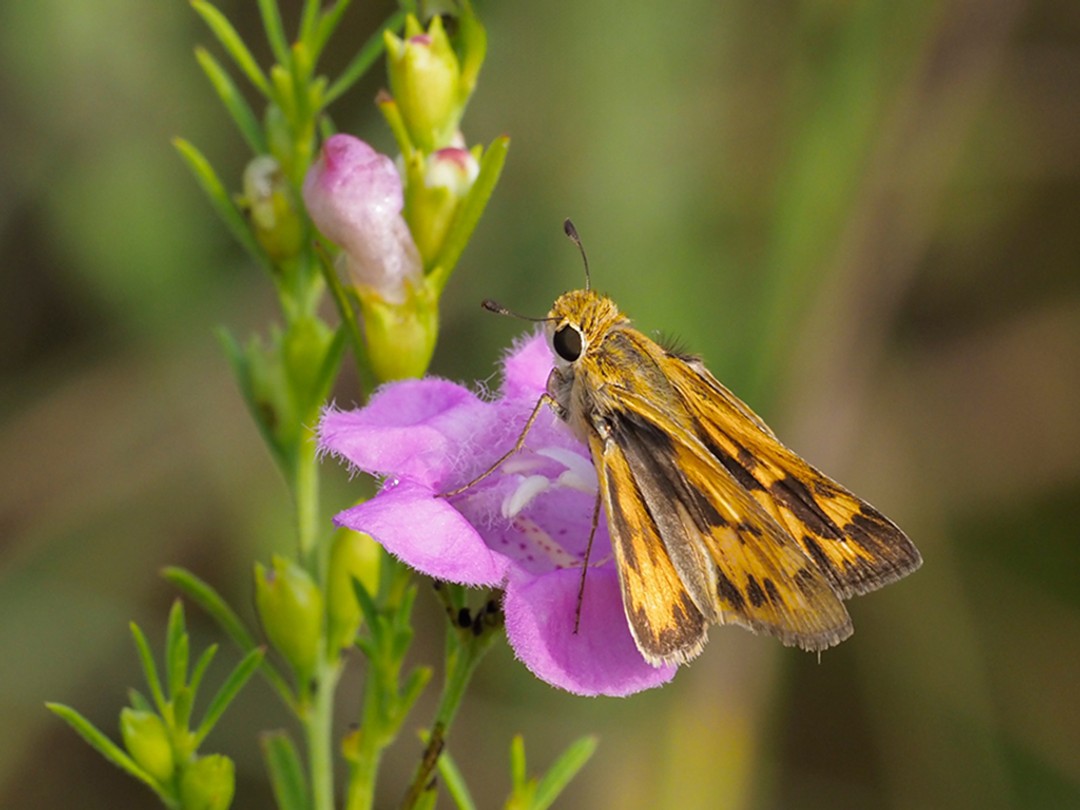 Fiery Skipper nectaring on Purple false foxglove