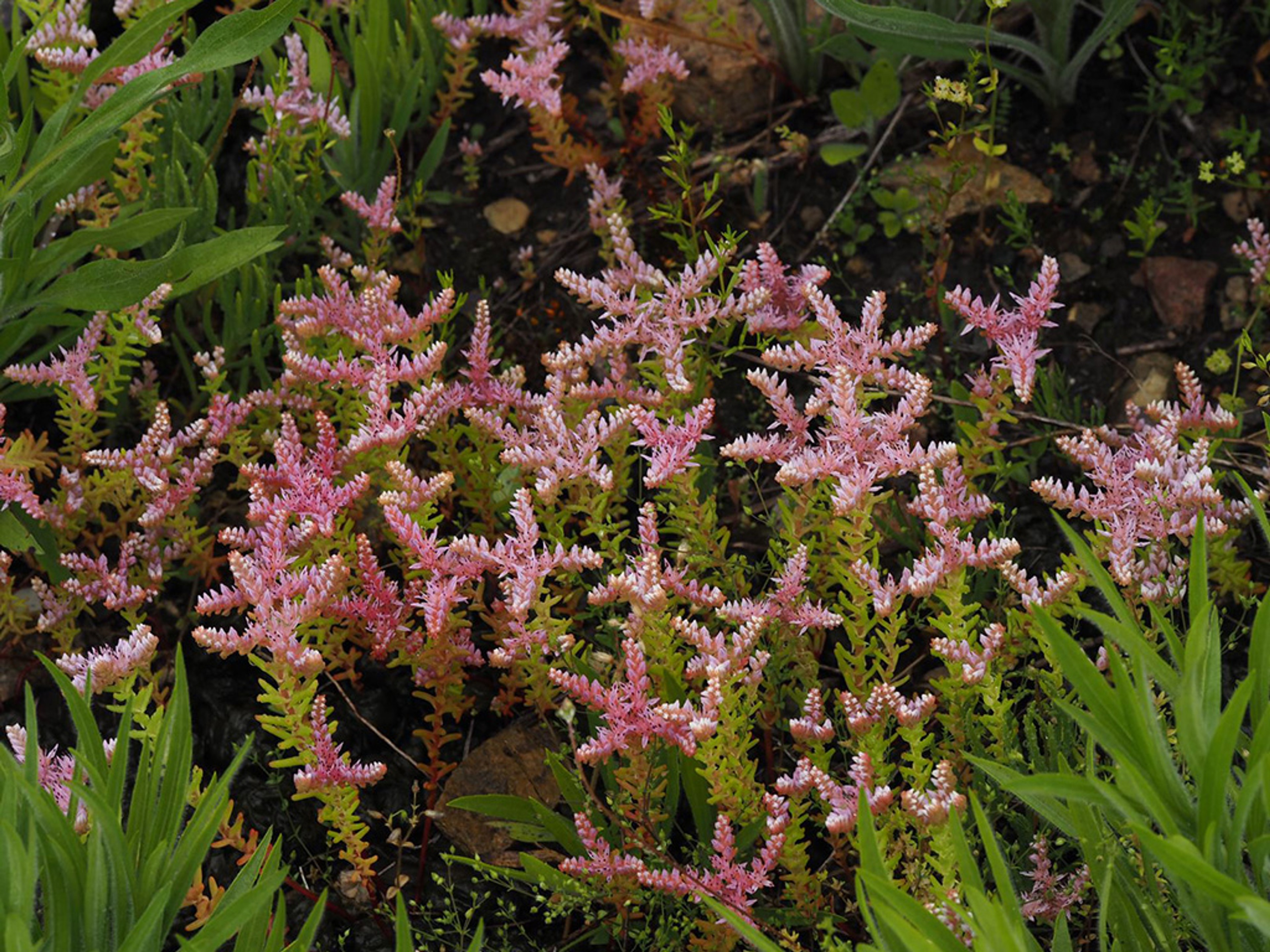 Sedum pulchellum