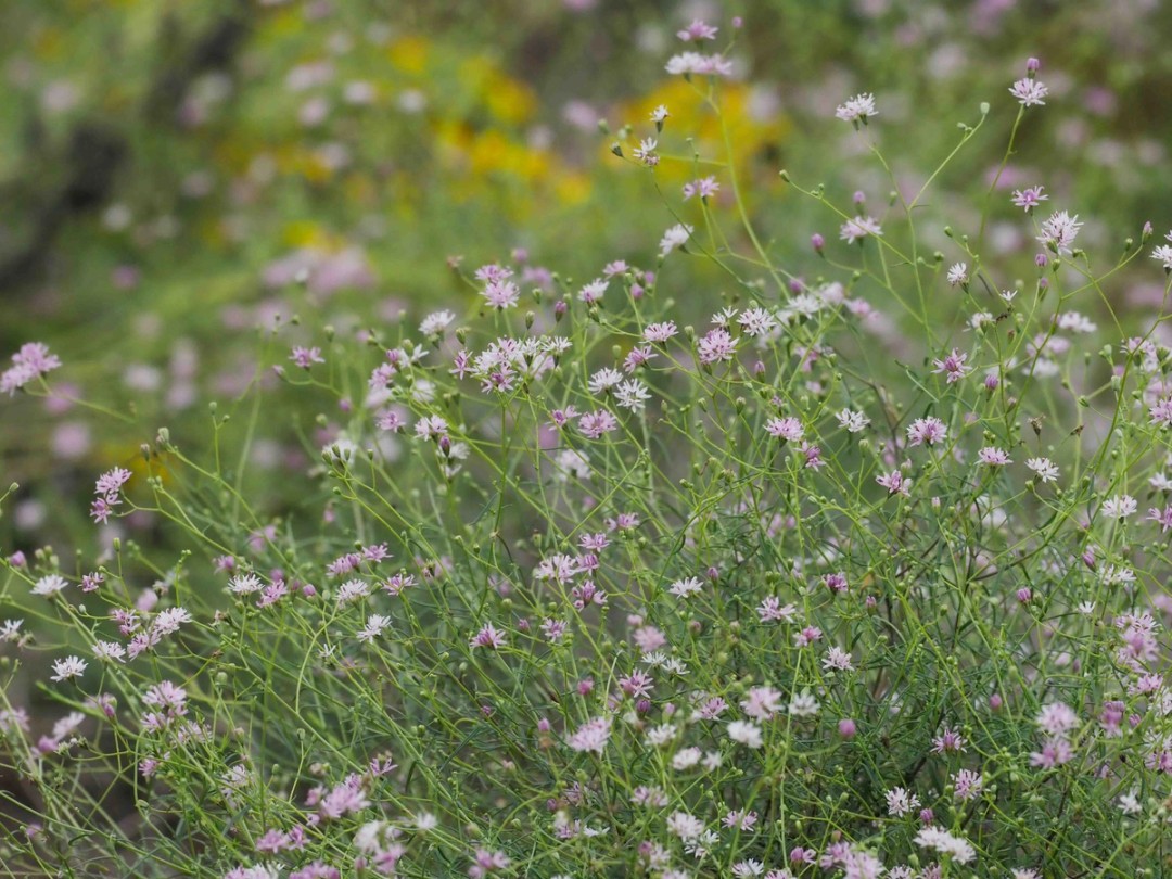 Spanish needles (Palafoxia callosa)
