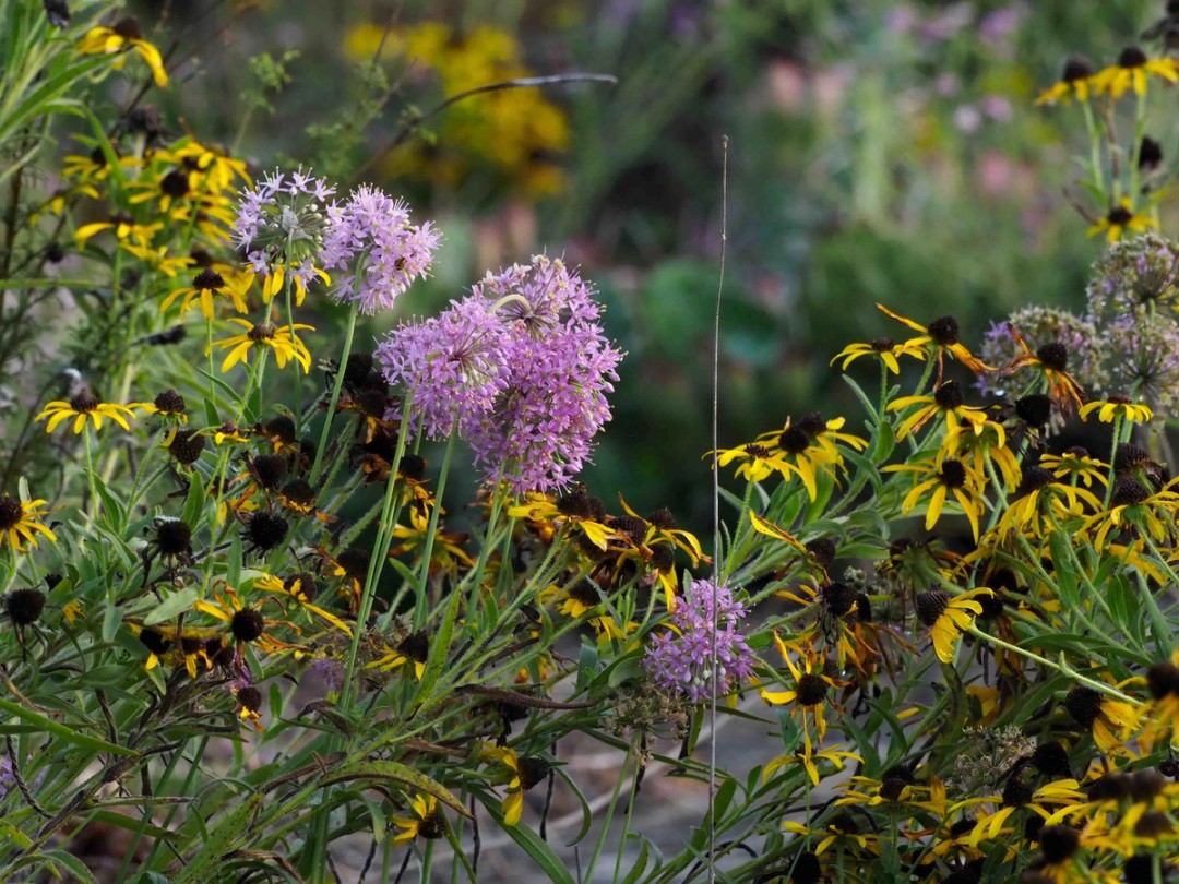 Rudbeckia missouriensis with Allium stellatum