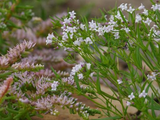 Houstonia longifolia flowering with Sedum pulchellum