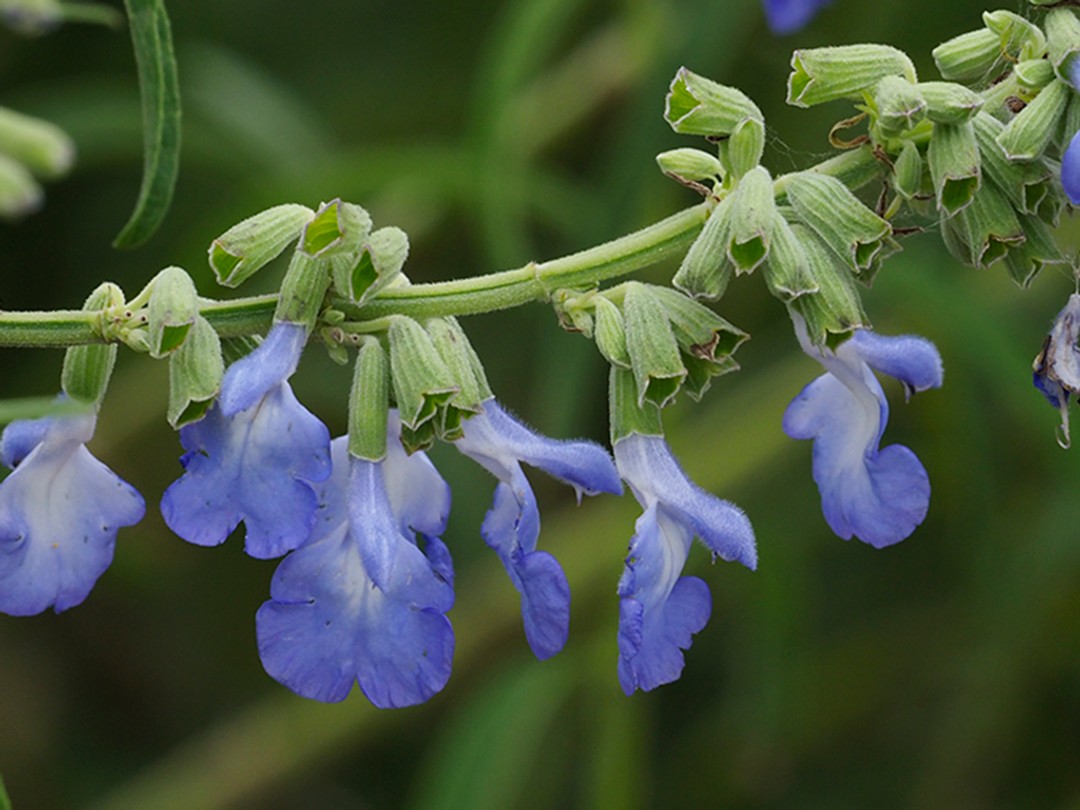 Stem, calyces and flowers