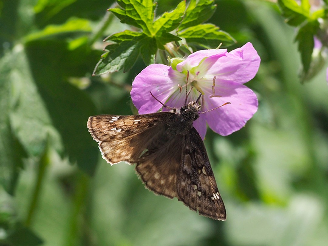 Horace's Duskywing