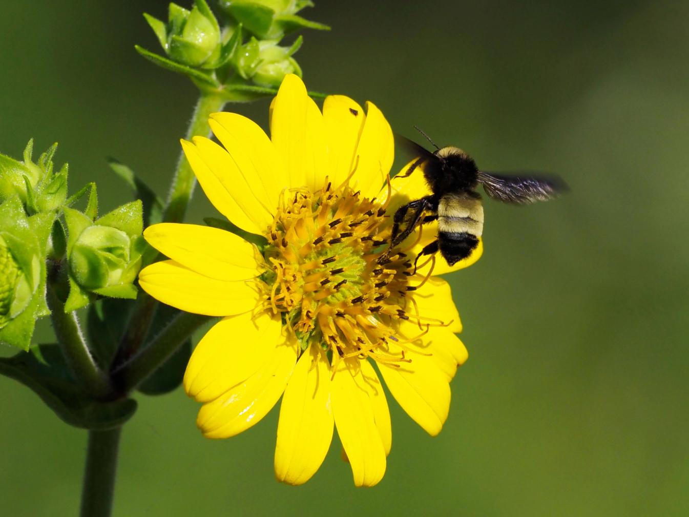 American Bumble Bee