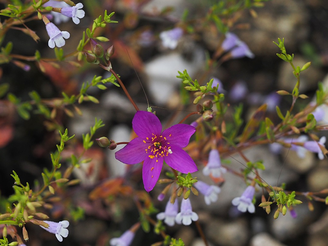 Phemeranthus calycinus
