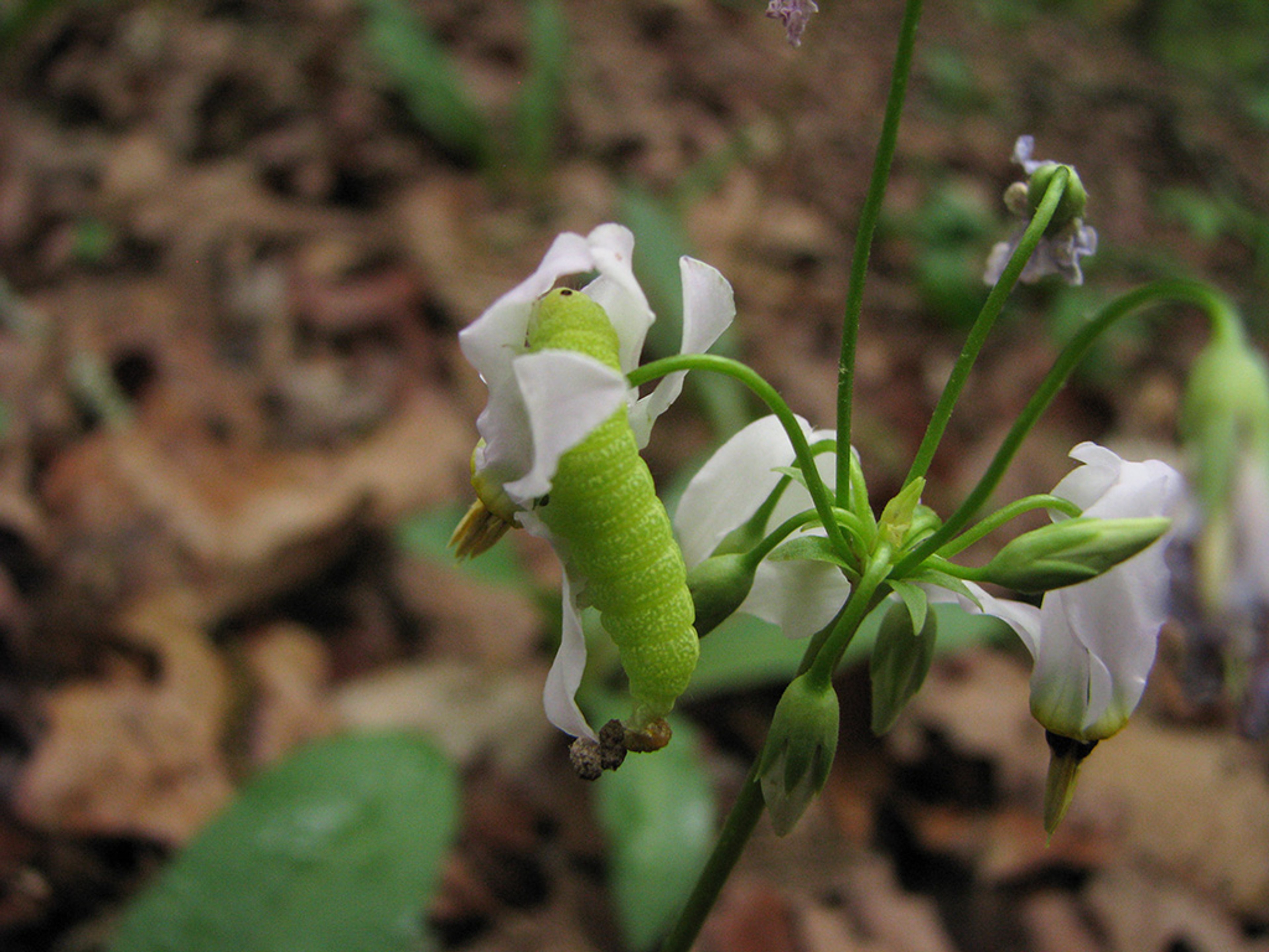 Unidentified Caterpillar on Shooting star