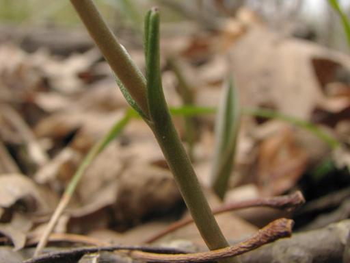 Pair of cauline leaves