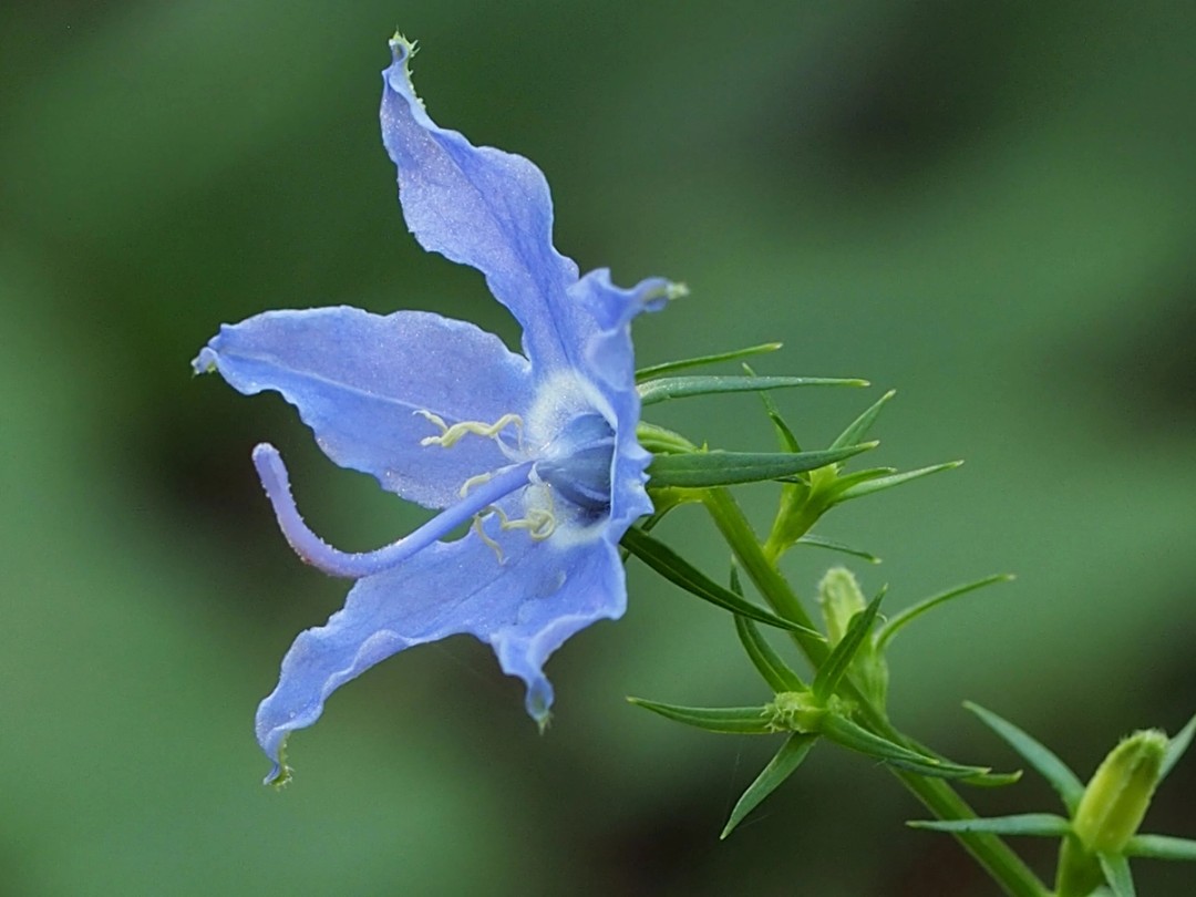 Blue flower