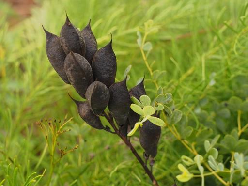 Black seed pods contain ripe seeds