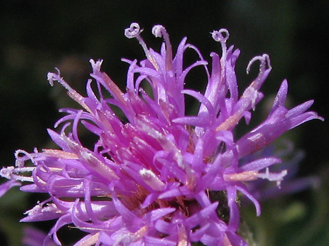 'Ring-like' anthers