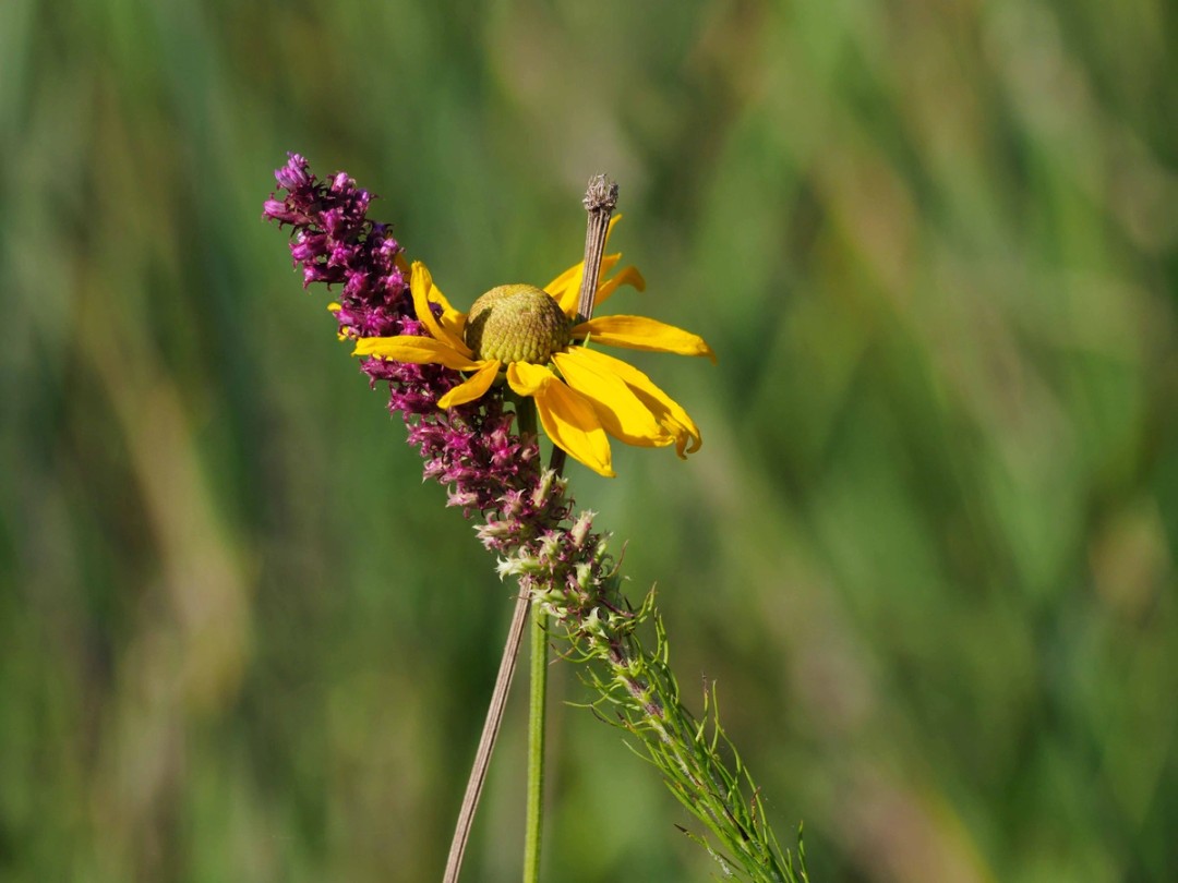 With Liatris pychnostachya
