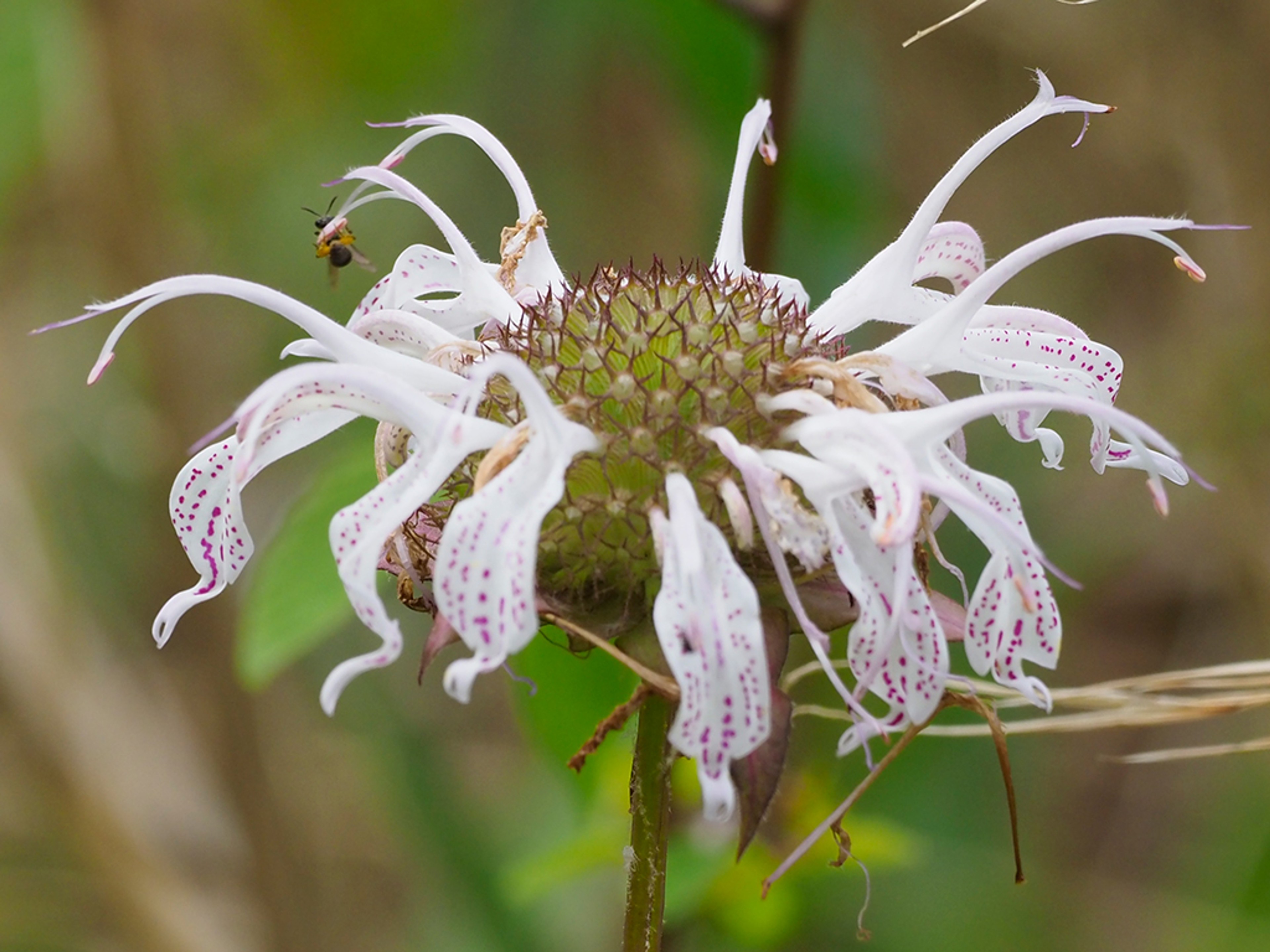 Monarda bradburiana