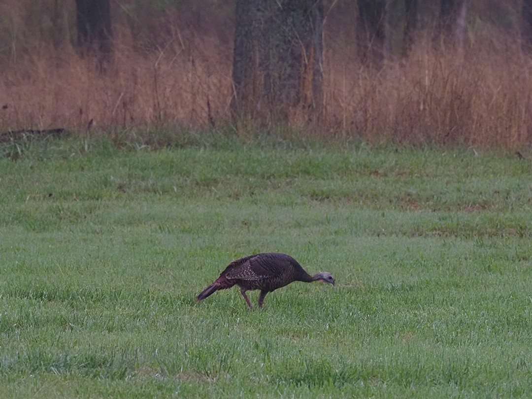 Turkey foraging in grassland